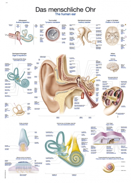 Lehrtafel "Das menschliche Ohr"